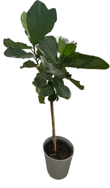 Live Ficus lyrata specimen.