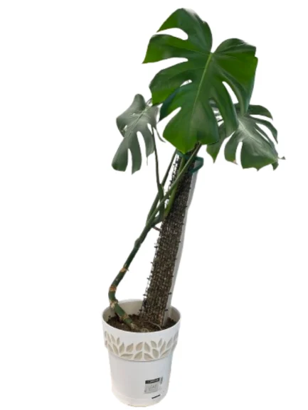 Live Monstera deliciosa specimen.